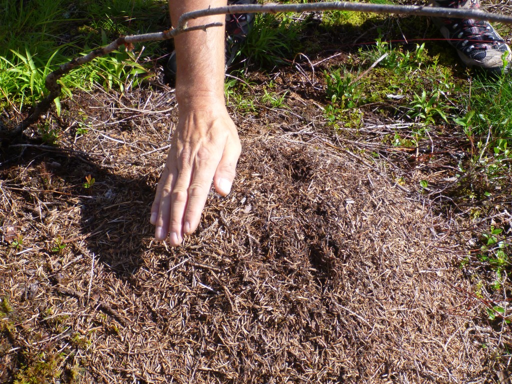 Wert_von_Wildnis_Beispiel_Ameisen