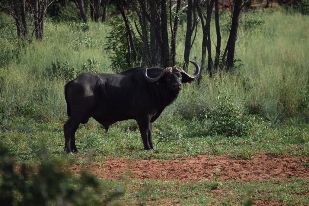 Kapbüffel im Waterberg Plateau Park