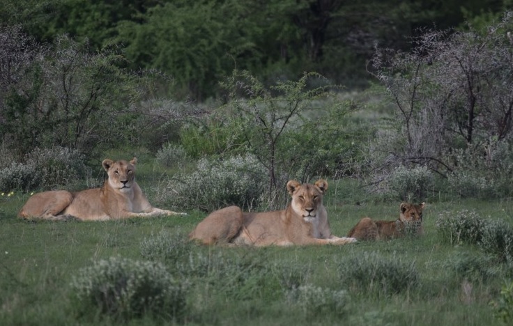 Löwen im Etosha Nationalpark