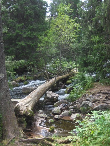 Wildnis_Beispiel_Fulufjaellet